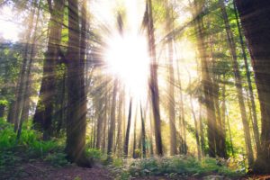 light coming through trees in forest